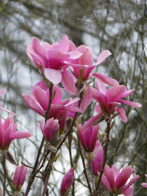2024-04-02 Magnolia 'Blushing Belle 1.jpg