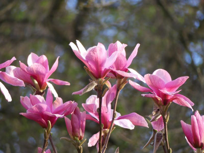 2024-04-02 Magnolia 'Blushing Belle' 2.jpg