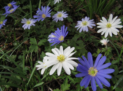 IMG_1909_Anemone_blanda_30Maerz2024_.JPG