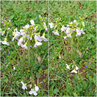 Wiesenschaum.jpg
