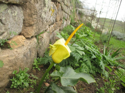 Arum creticum 20240331_02.JPG