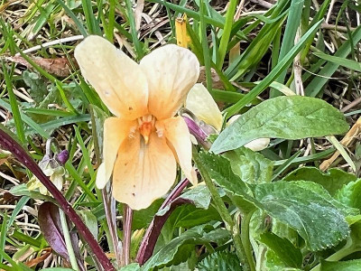 2024-04-01 Viola odorata Sulphurea.jpg