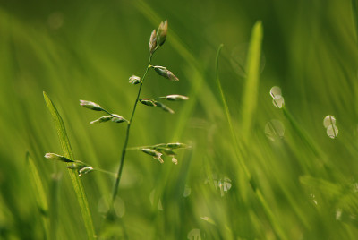 Grasbluete-Jul2908.jpg