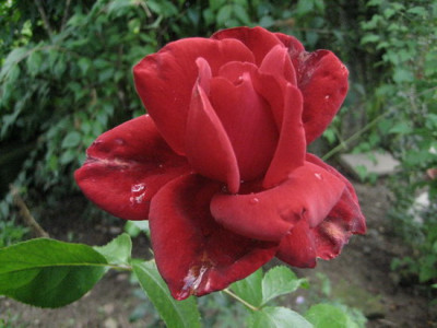 29.07.2008_3_Chateau_dAmboise.jpg