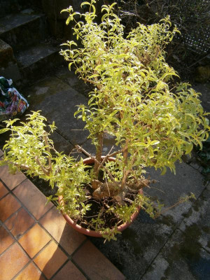 verbene zitrone 015.JPG