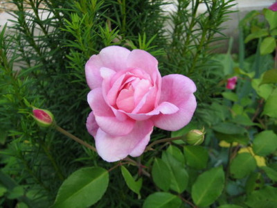 29.07.2008_5_Comtesse_de_Caserta.jpg