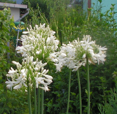 Aga_praecox_albiflorus_011.jpg
