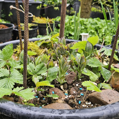 Veronicastrum japonicum Okamoto 20240404_134347.jpg