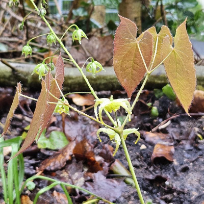 Epimedium franchetii 'Brimstone Butterfly' 20240403_152703.jpg