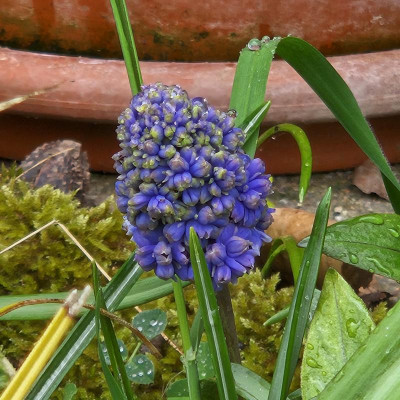 Muscari armeniacum Double 20240403_152903.jpg