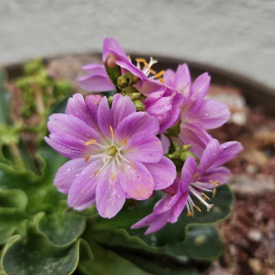 Lewisia rosa 20240403_152946.jpg