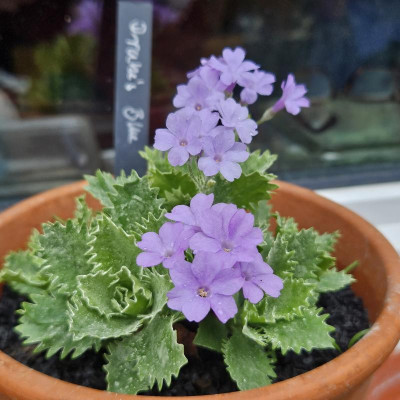 Primula marginata 'Drake's Blue' 20240403_152956.jpg