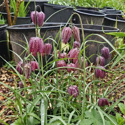 Fritillaria meleagris 20240403_153117.jpg