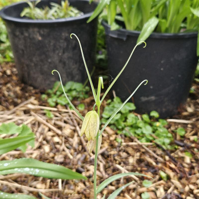 Fritillaria thunbergii 20240403_153129.jpg