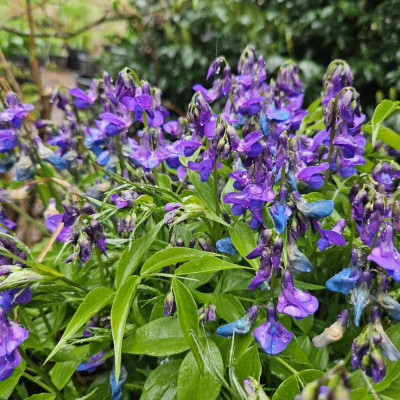 Lathyrus vernus Blaulicht 20240403_161453.jpg