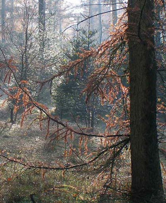 larix_stamm.jpg