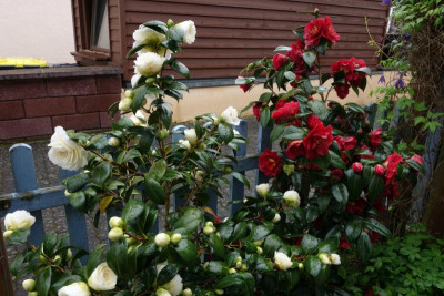 DSC03363.JPG