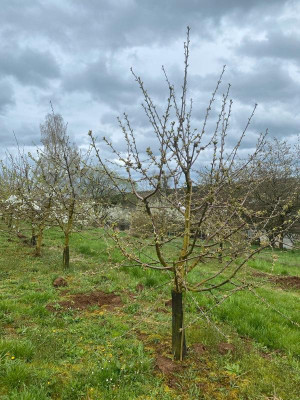 kirschen.jpg