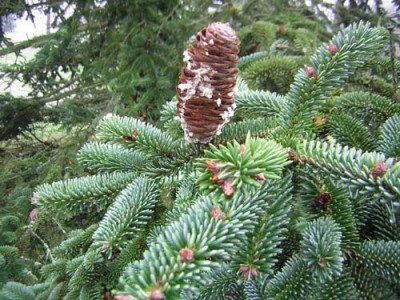 77Abies_numidica.jpg