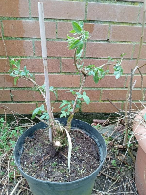 sambucus.jpg