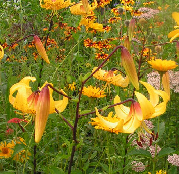 Lilium_Citronella_002.jpg