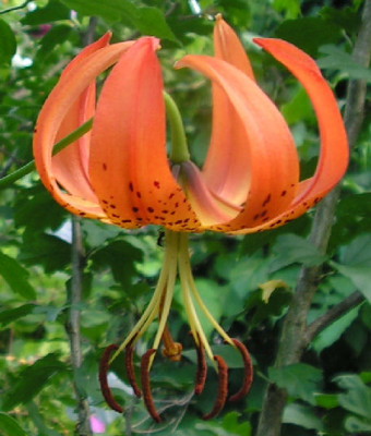 Lilium_michiganense_047.jpg