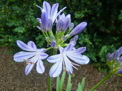 A.-Charlotte-B-.jpg