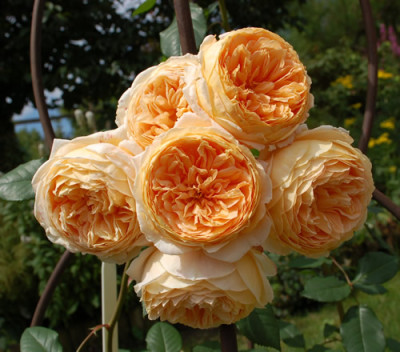 Crown_Princess_Margareta_0010__Teich_34128.jpg