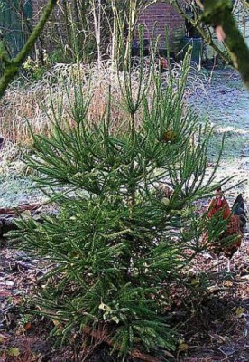 cryptomeria_hahn.jpg