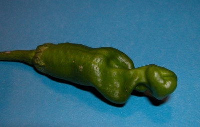 Peter_Pepper.jpg