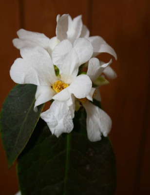 Yuhsinensis_forum-pur2.jpg