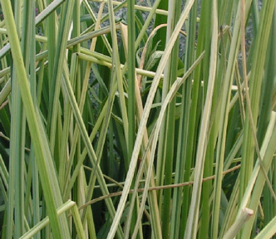 Scirpus_056.jpg