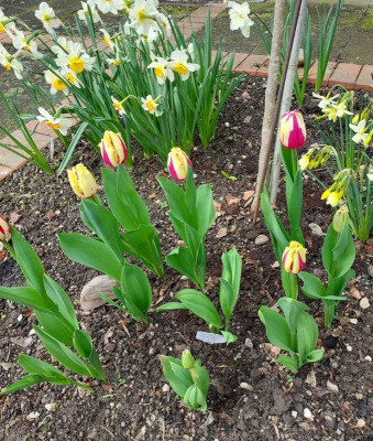 Tulpe Burning Fire.jpg