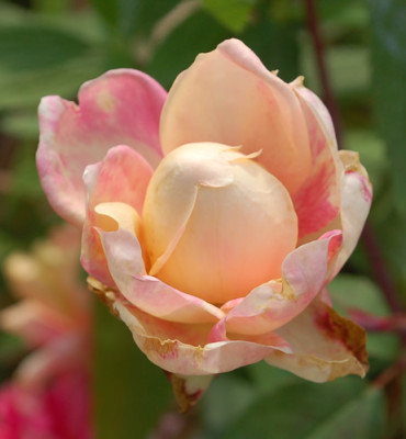 Isabella_Ducrot_0011__R_34017.jpg