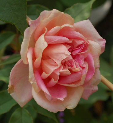 Isabella_Ducrot_0012__R_34019.jpg
