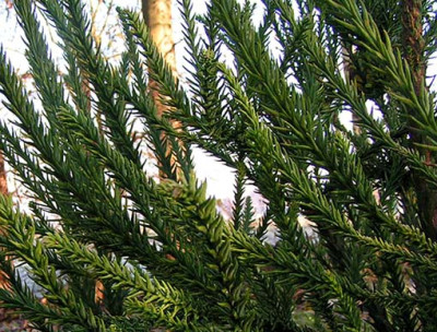 cryptomeria_detail.jpg