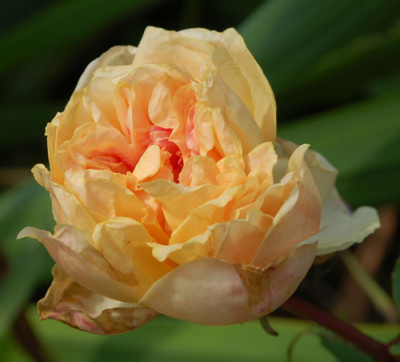 Isabella_Ducrot_0013__R_34020.jpg