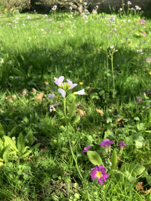IMG_2546.jpeg