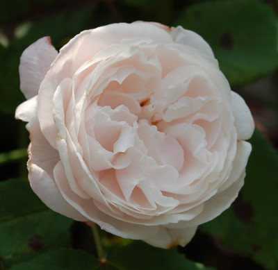 Mme_Alfred_de_Rougemont_0010__T1_34001.jpg