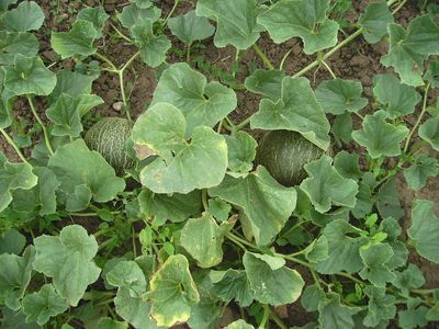 Kolchosbauermelone.jpg