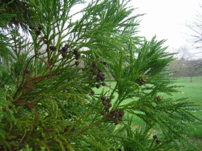 77Cryptomeria_jap_Yoshino.jpg