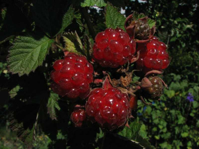dorman_red_2008.jpg