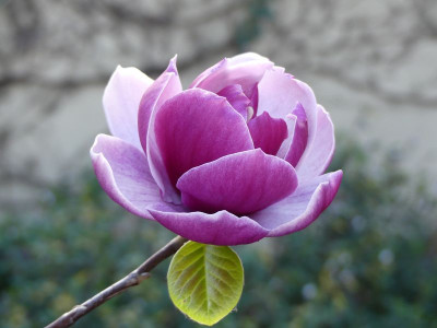 2024-04-06 Magnolia 'Venus' 1.jpg