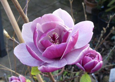 2024-04-06 Magnolia 'Venus' 3.jpg