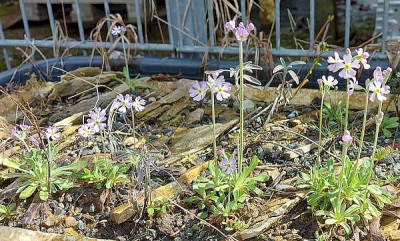 Primula mistassinica full bloom b.jpg