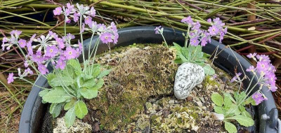 Primula fromdosa full bloom a.jpg