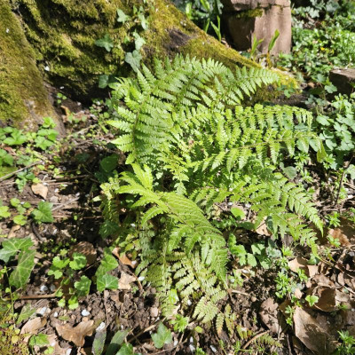 Polystichum microchlamys 20240406_152934.jpg