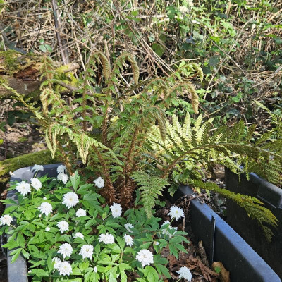 Polystichum polyblepharum Japanischer Glanz-Schildfarn 20240406_153900.jpg