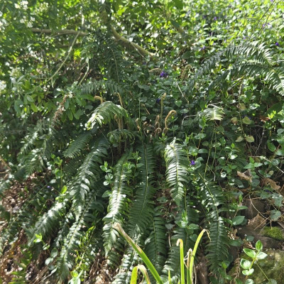 Polystichum munitum 20240406_154939.jpg