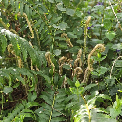 Polystichum munitum 20240406_154948.jpg
